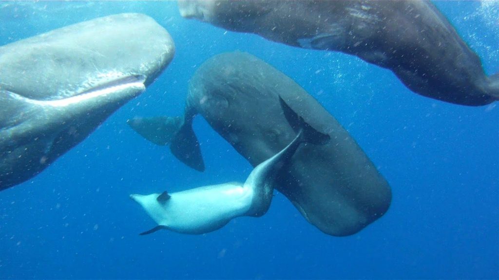 Il delfino malformato che è stato "adottato" dai capodogli