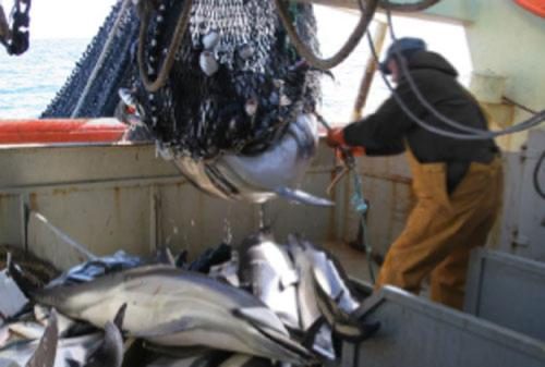 La Sea Shepherd Francia ha documentato con foto e video la pesca notturna di pescherecci industriali che stermina "incidentalmente" i delfini (credits:@SeaShepherd)