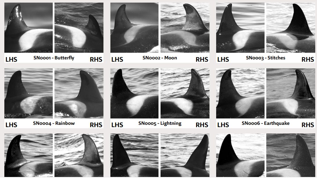 Pinne delle orche fotografate per identificazione e confronti ((credits: @OrcaGuardiansIceland)
