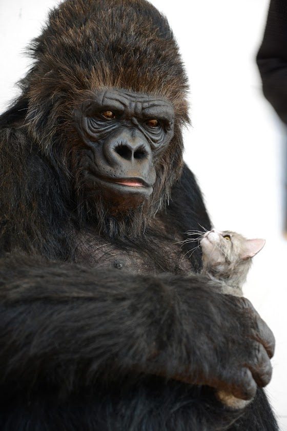 La replica di Koko esposta al MUSE
