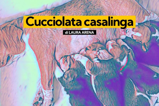 cucciolata casalinga kodami