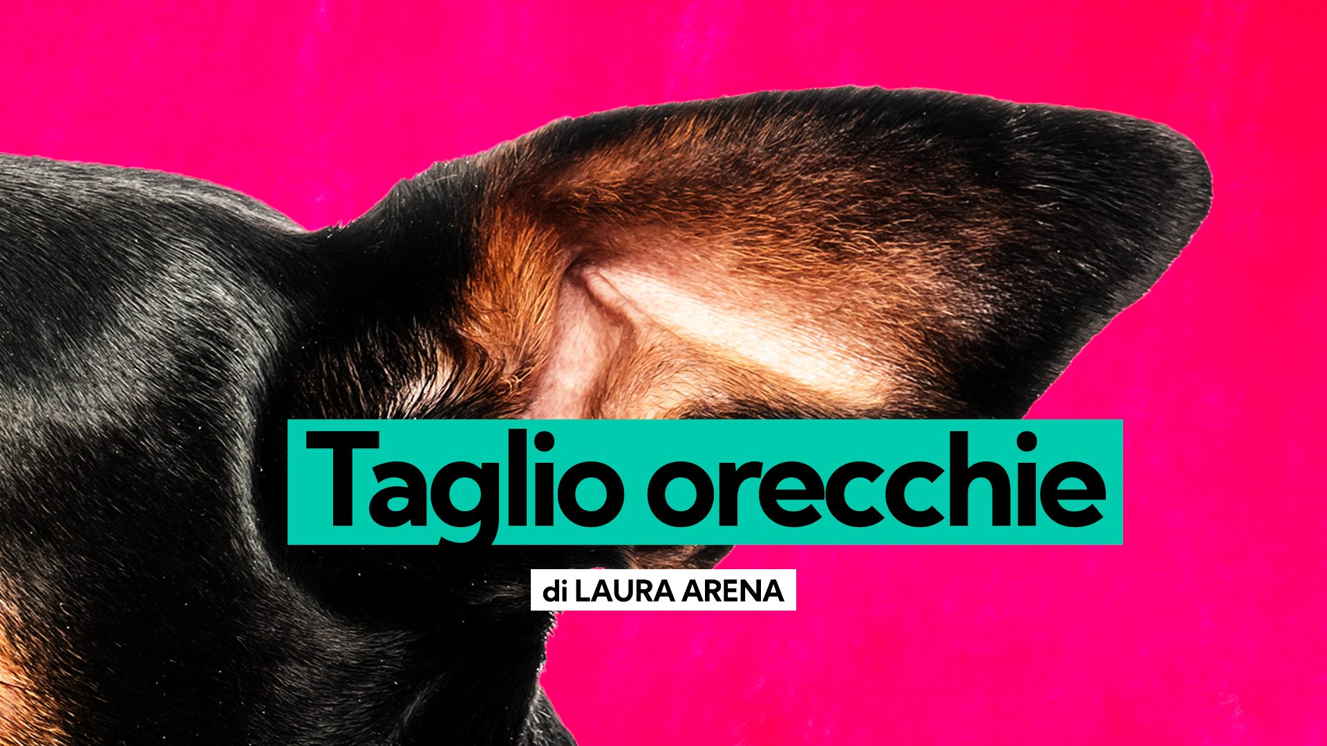 Tagliare le orecchie al cane, mutilazione illegale e anacronistica