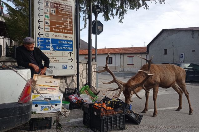 cervo Villetta Barrea
