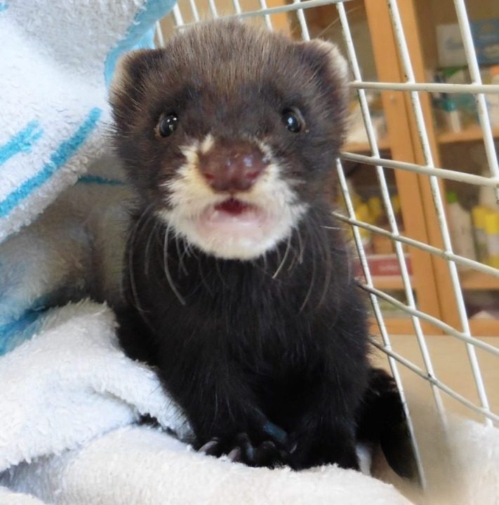 Un cucciolo di Puzzola europea salvato dal Cras di Genova quattro anni fa
