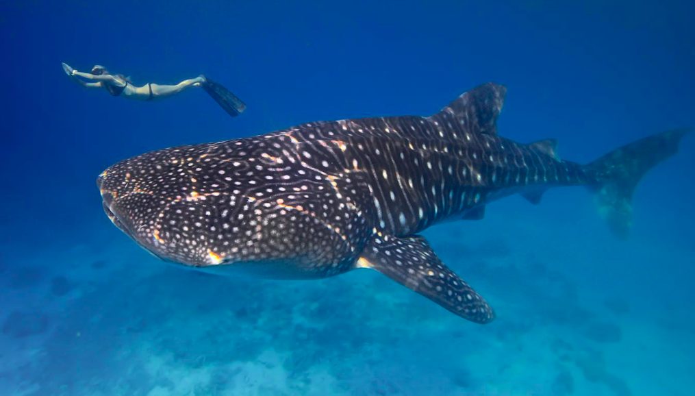 La modella attivista Ocean Ramsey che si immerge con gli squali e che sostiene il movimento (foto dalla pagina Facebook)