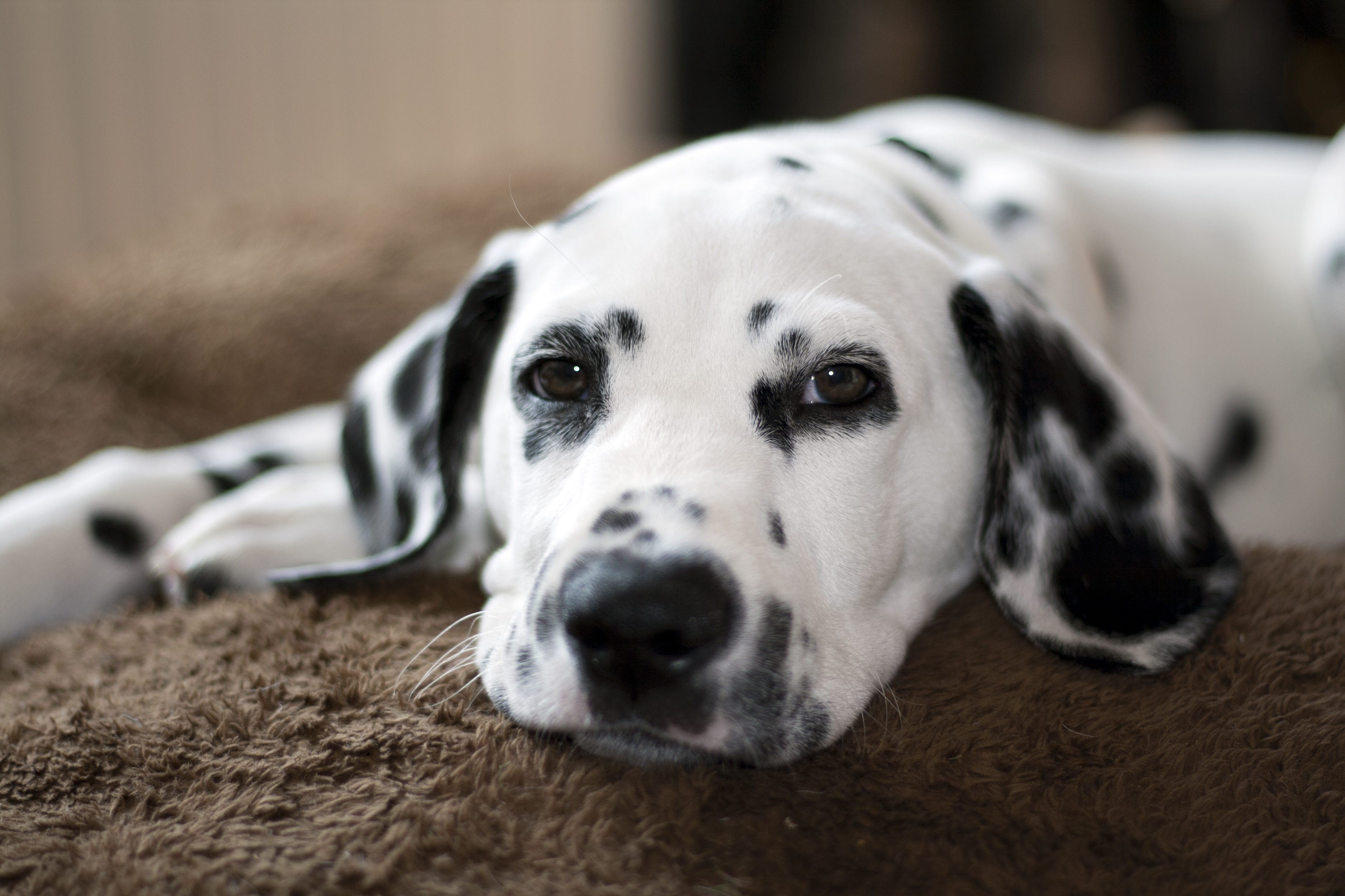 dalmata
