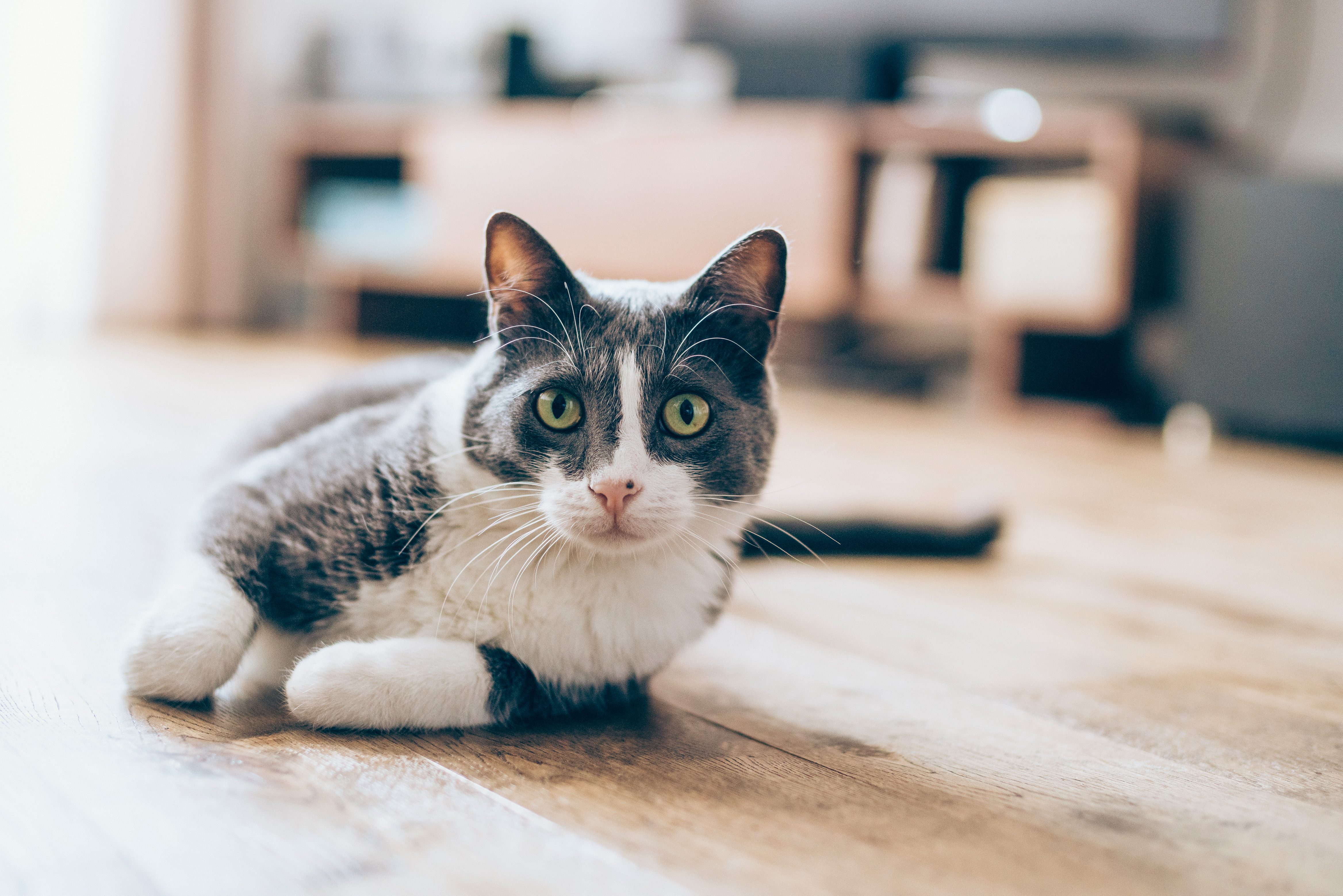 gatto perché adottarlo