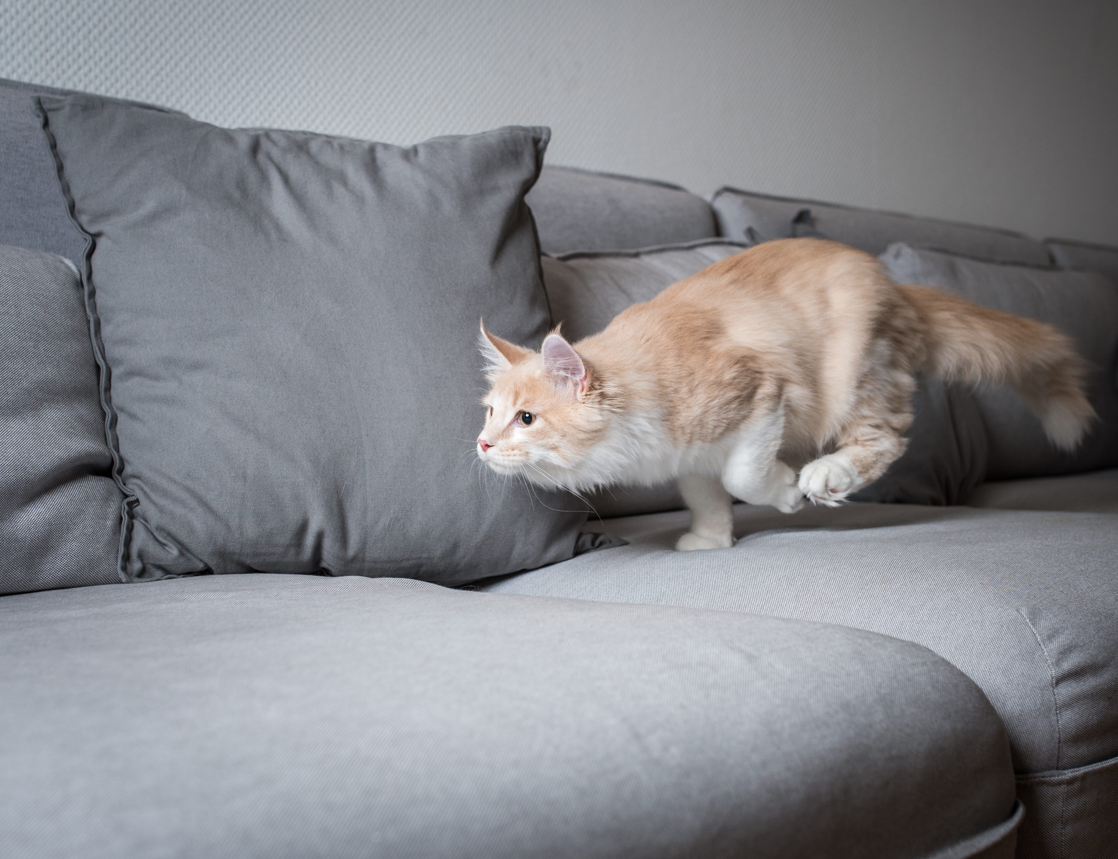 gatto corre