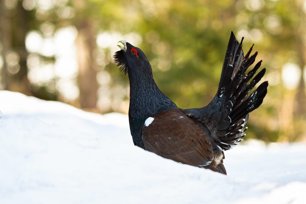 Il gallo cedrone può scavare tane nella neve per proteggersi dal freddo