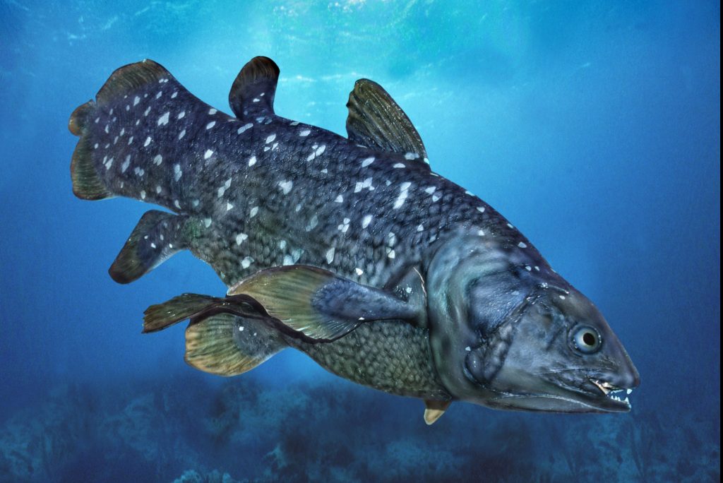 Il celacanto (qui ricostruito in 3D) è senza dubbio la specie più particolare in gara