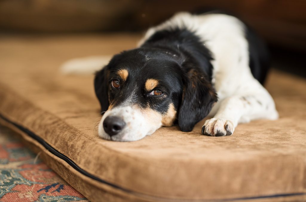 I cani lasciati tropo spesso soli in casa possono soffrire l’ansia da separazione