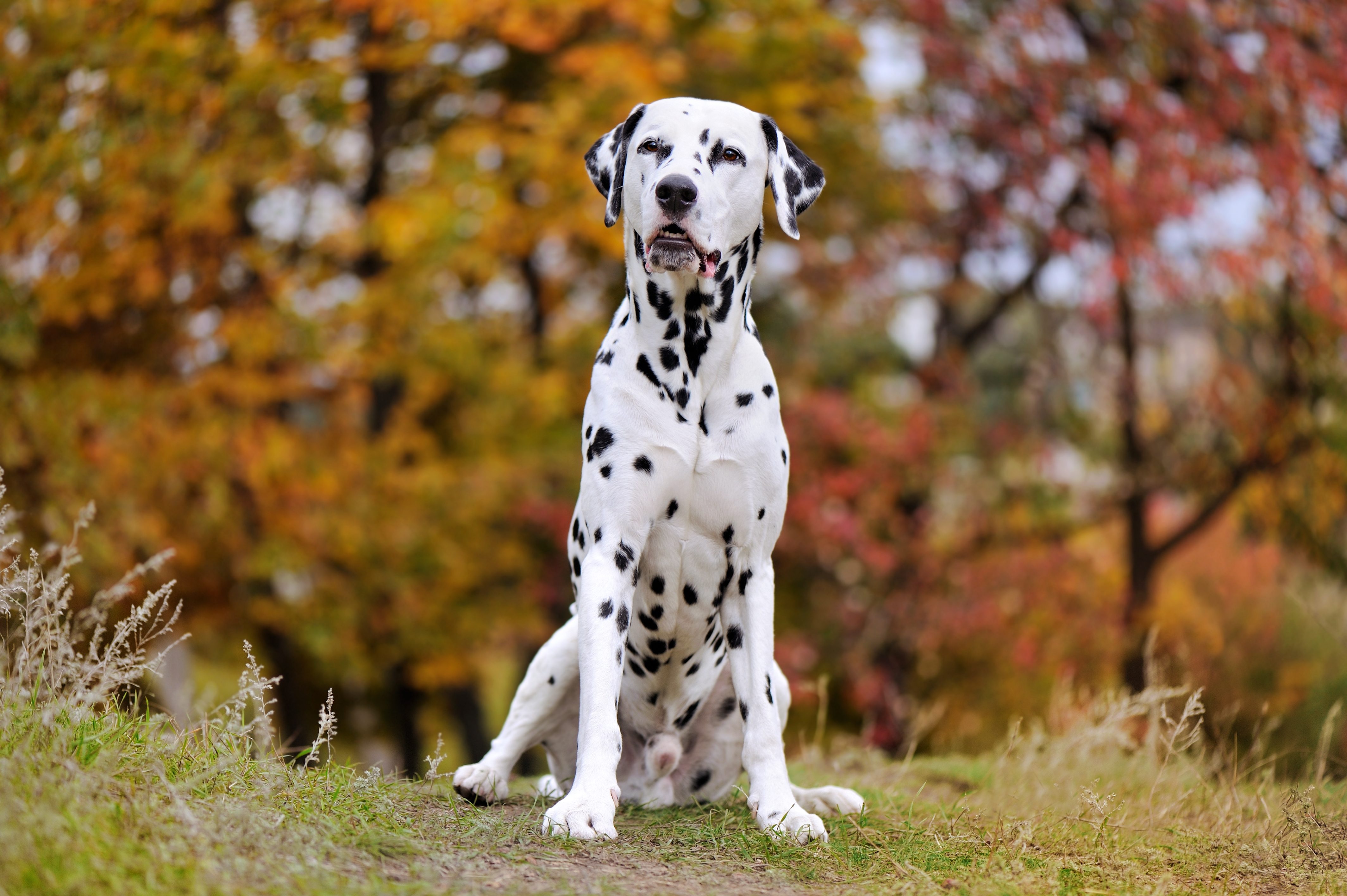 Dalmata