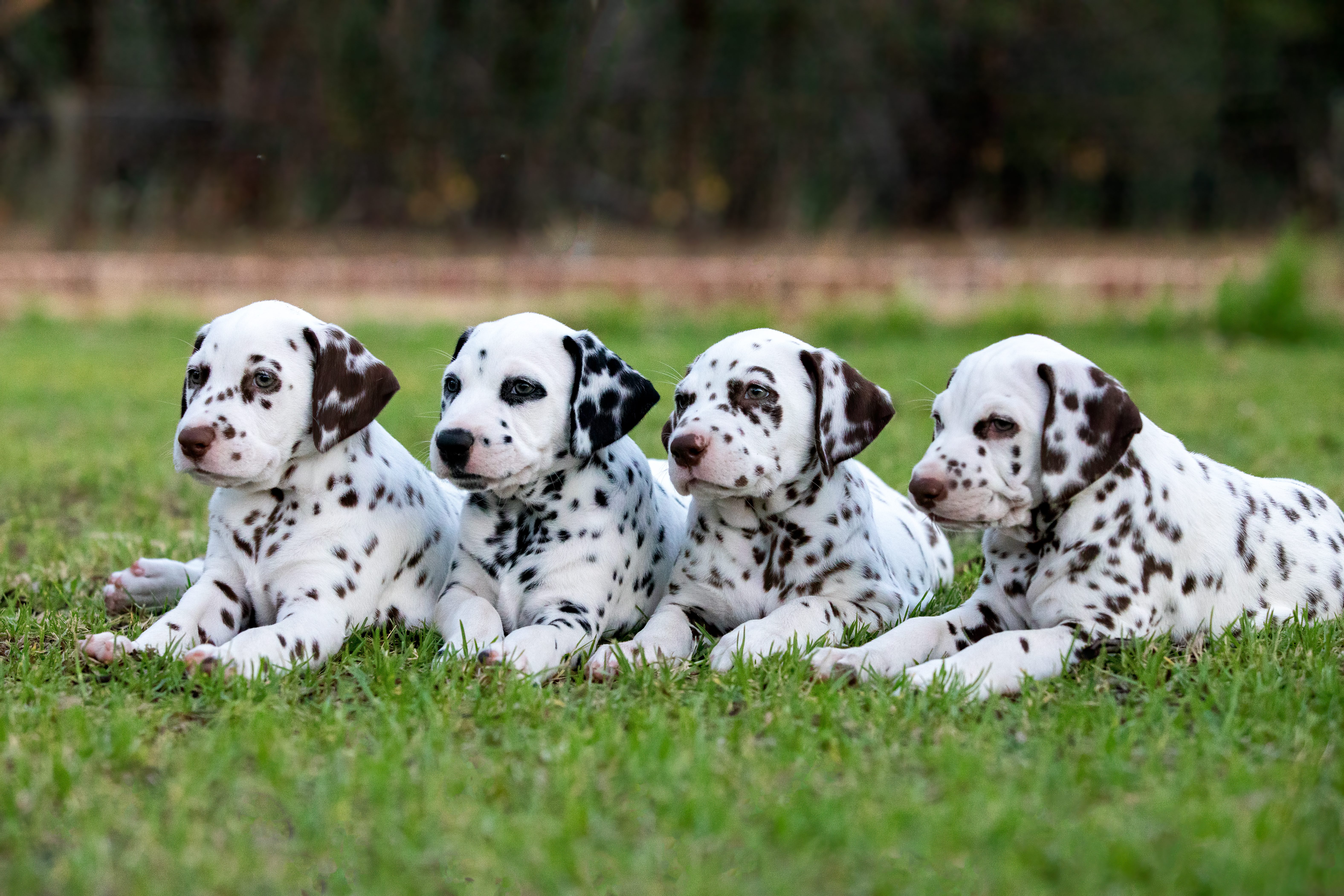 dalmata