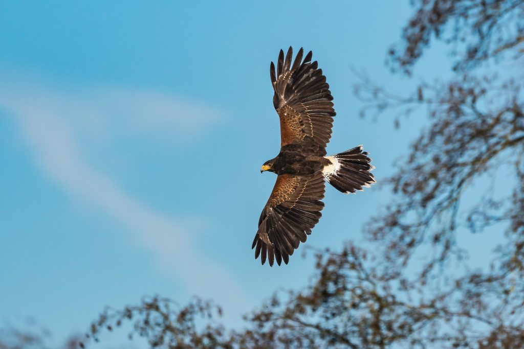 In natura la poiana di Harris vive in gruppi familiari e caccia animali di piccoli dimensioni, come uccelli, rettili e mammiferi