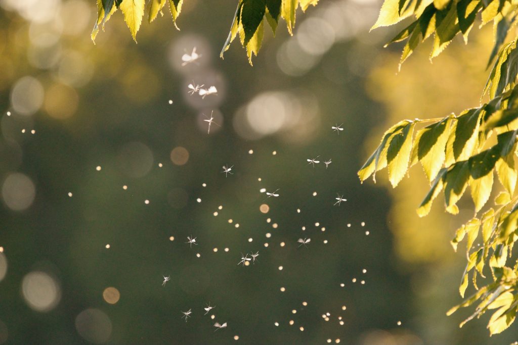 L’analisi del DNA ambientale presente nell’aria sarà il futuro degli studi sulla biodiversità?