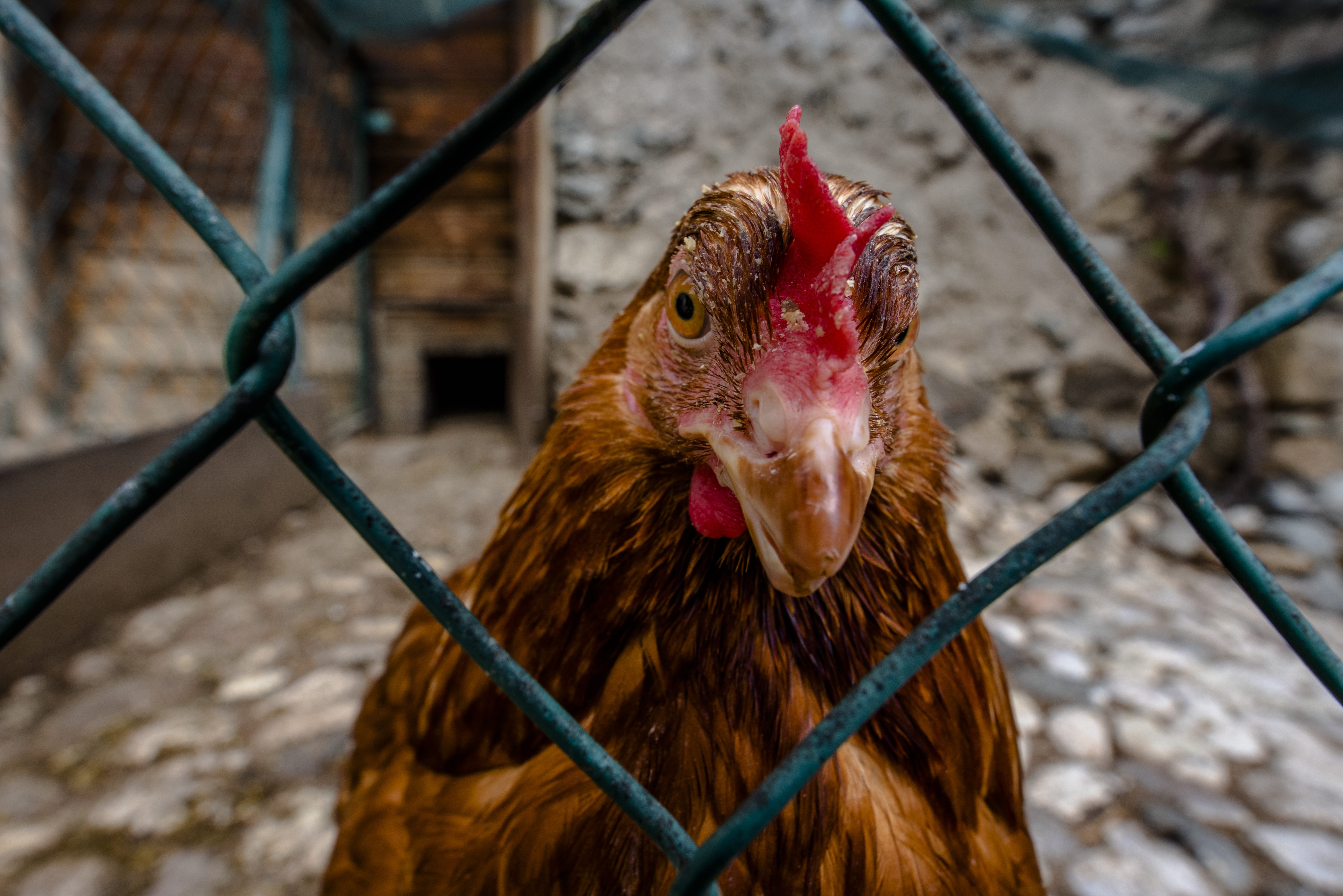 pollo ruspante eufemismi