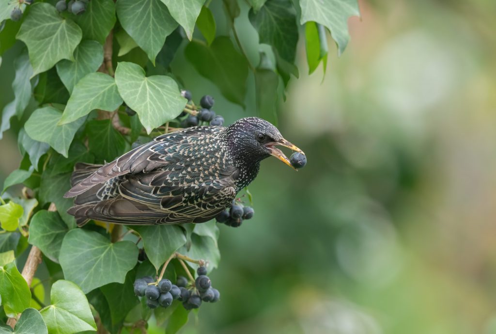 Con sempre meno uccelli e mammiferi disponibili a spargere in giro i loro semi le piante faranno sempre più fatica a trovare ambienti più adatti per sopravvivere ai cambiamenti climatici