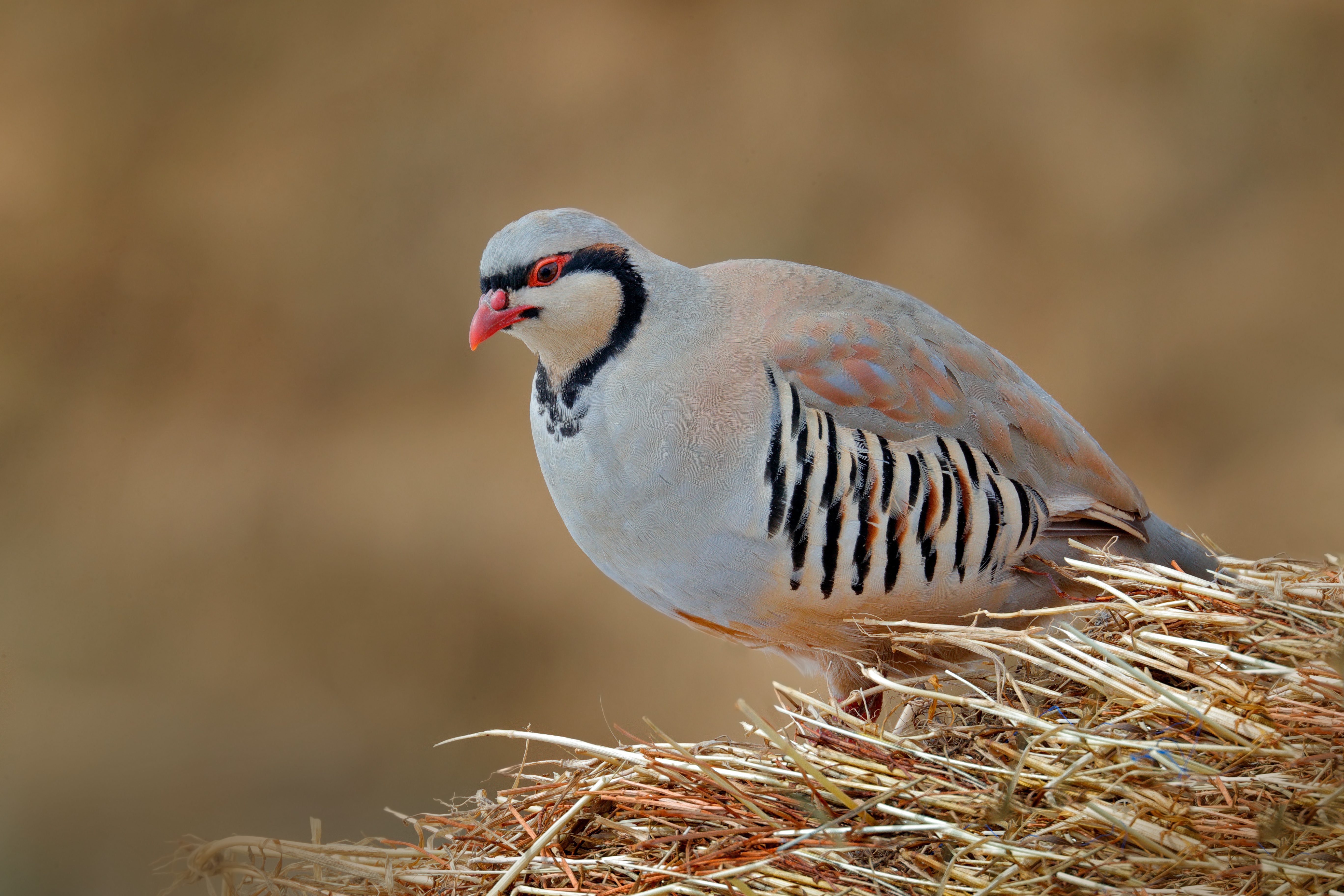 Alectoris graeca