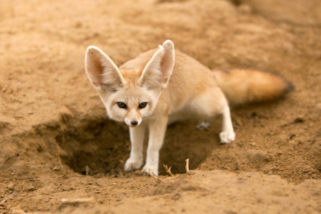 Il fennec è una piccola volpe diffusa nel deserto del Sahara