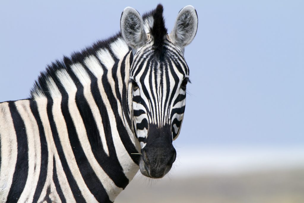 Le strisce aiutano le zebre a tenere lontani tafani, mosche e altri insetti fastidiosi