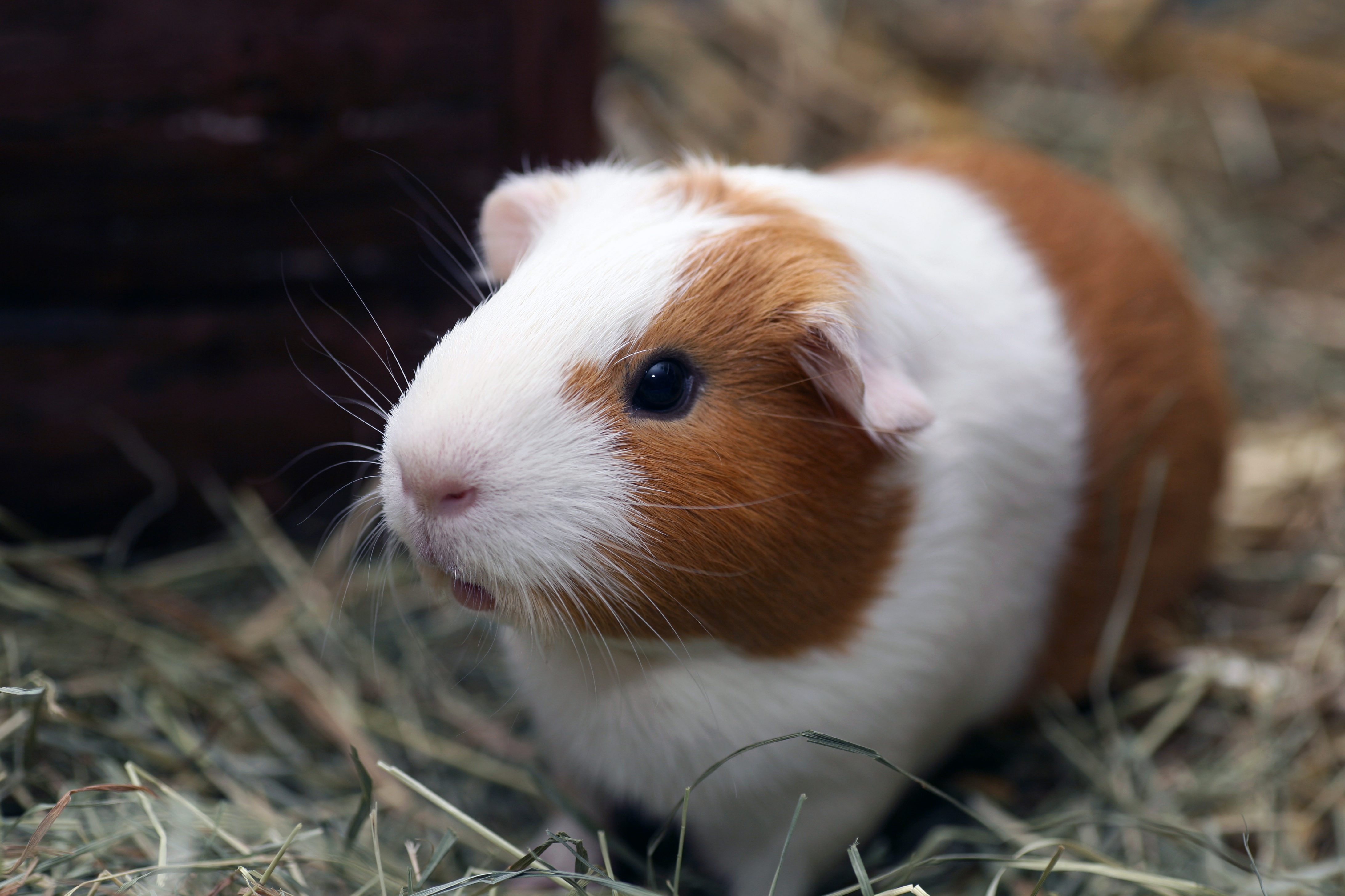 Cavia porcellus