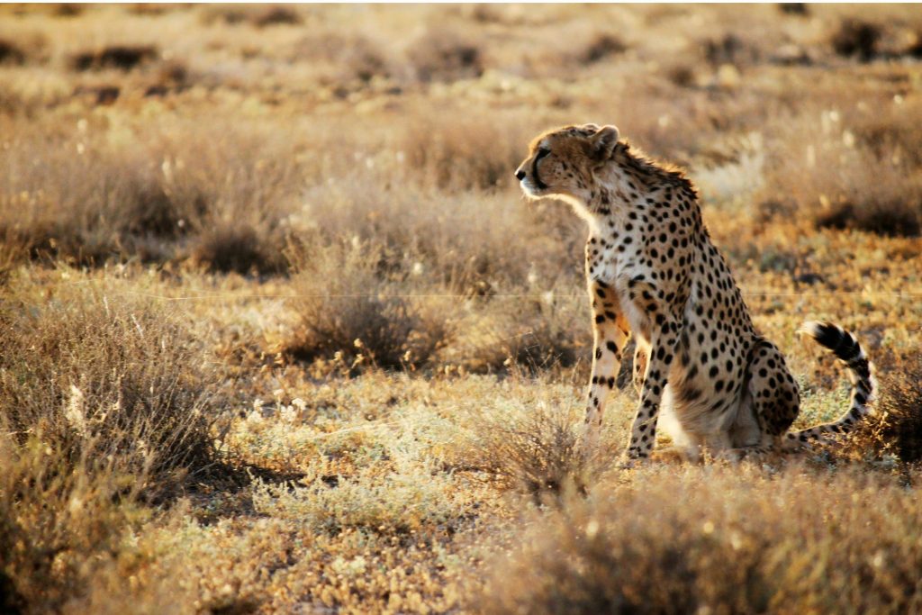 Il ghepardo asiatico è una sottospecie geneticamente distinta da quelle diffuse in Africa