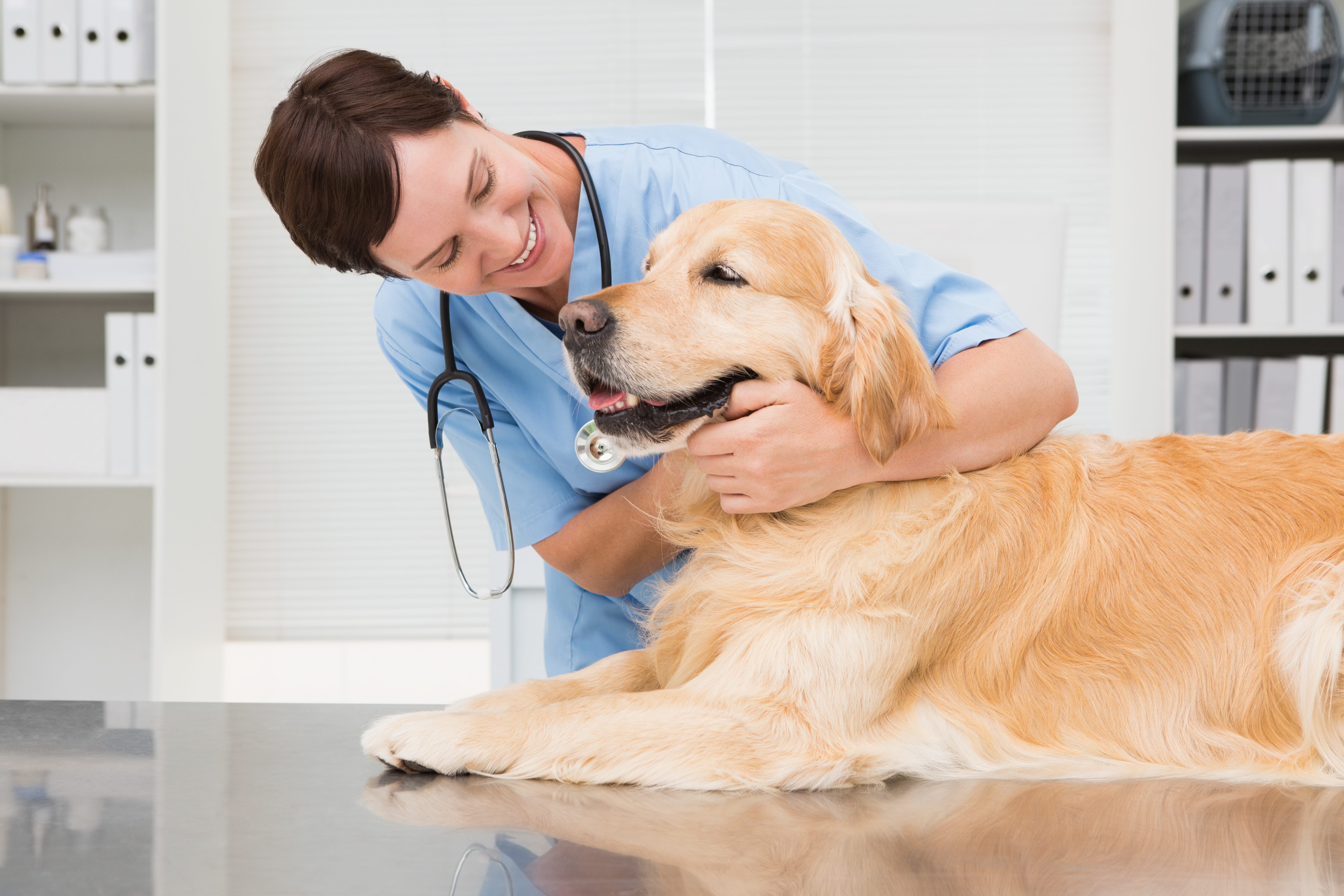 cane sbava veterinario