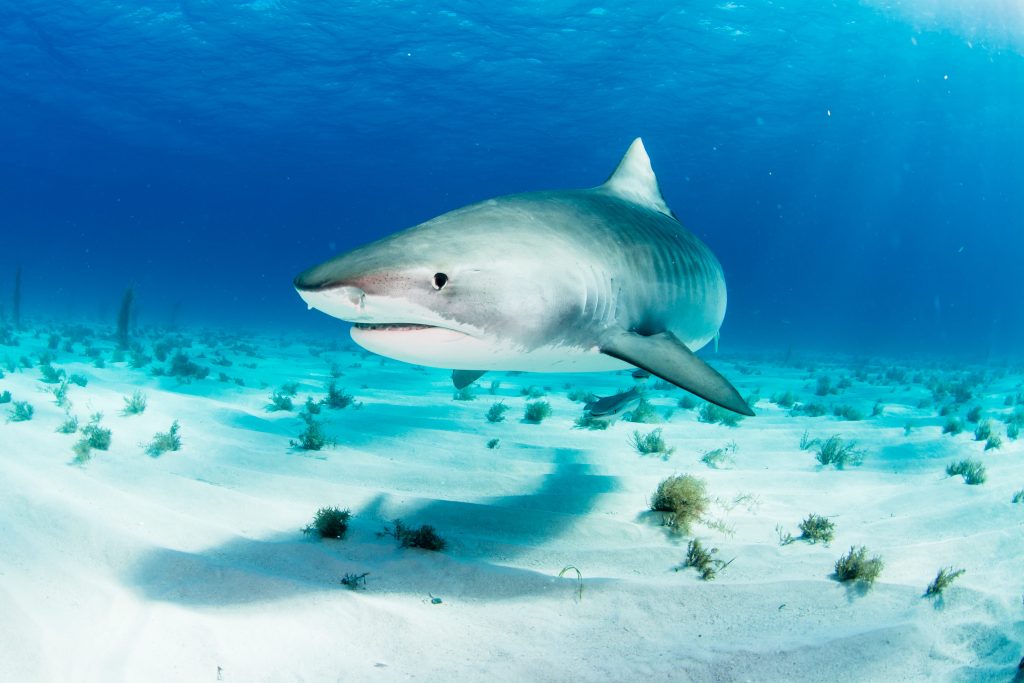 Spingendosi in acque non protette e mai frequentate prima, gli squali entrano maggiormente in contatto coi pescatori e potrebbero alterare gli equilibri tra prede e predatori all’interno degli ecosistemi