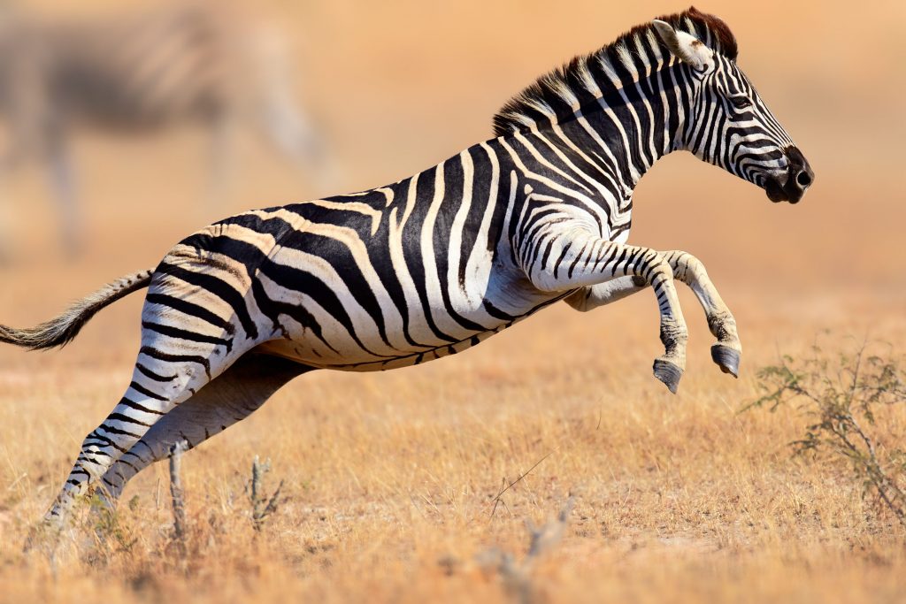 Una zebra di pianura (Equus quagga) fotografata al Kruger National park