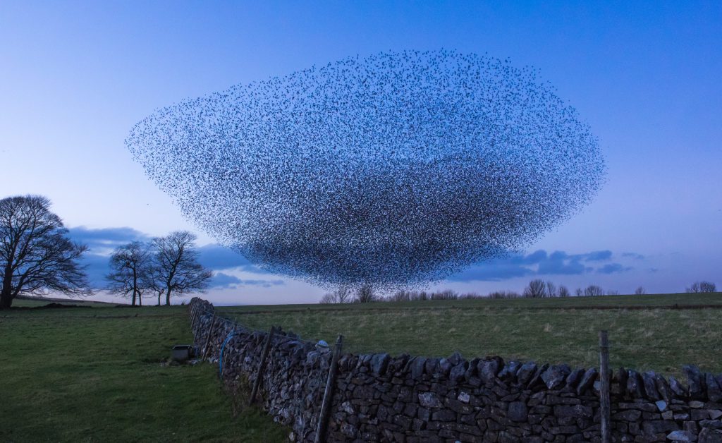 Gli storni (e molte altre specie di uccelli) in inverno dormono tutti assieme in dormitori comuni. Questo li aiuta a proteggersi da freddo e intemperie