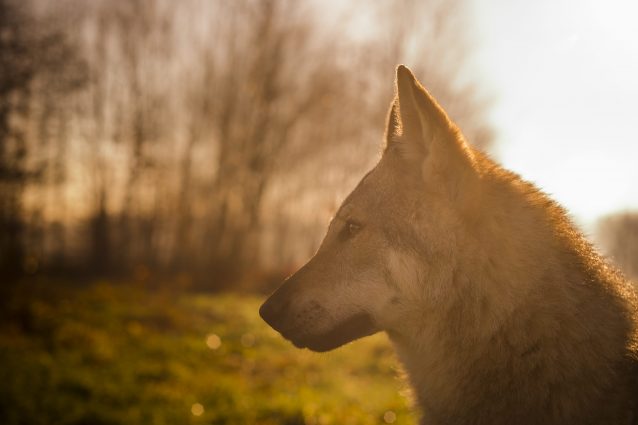 Grugliasco cane lupo cecoslovacco