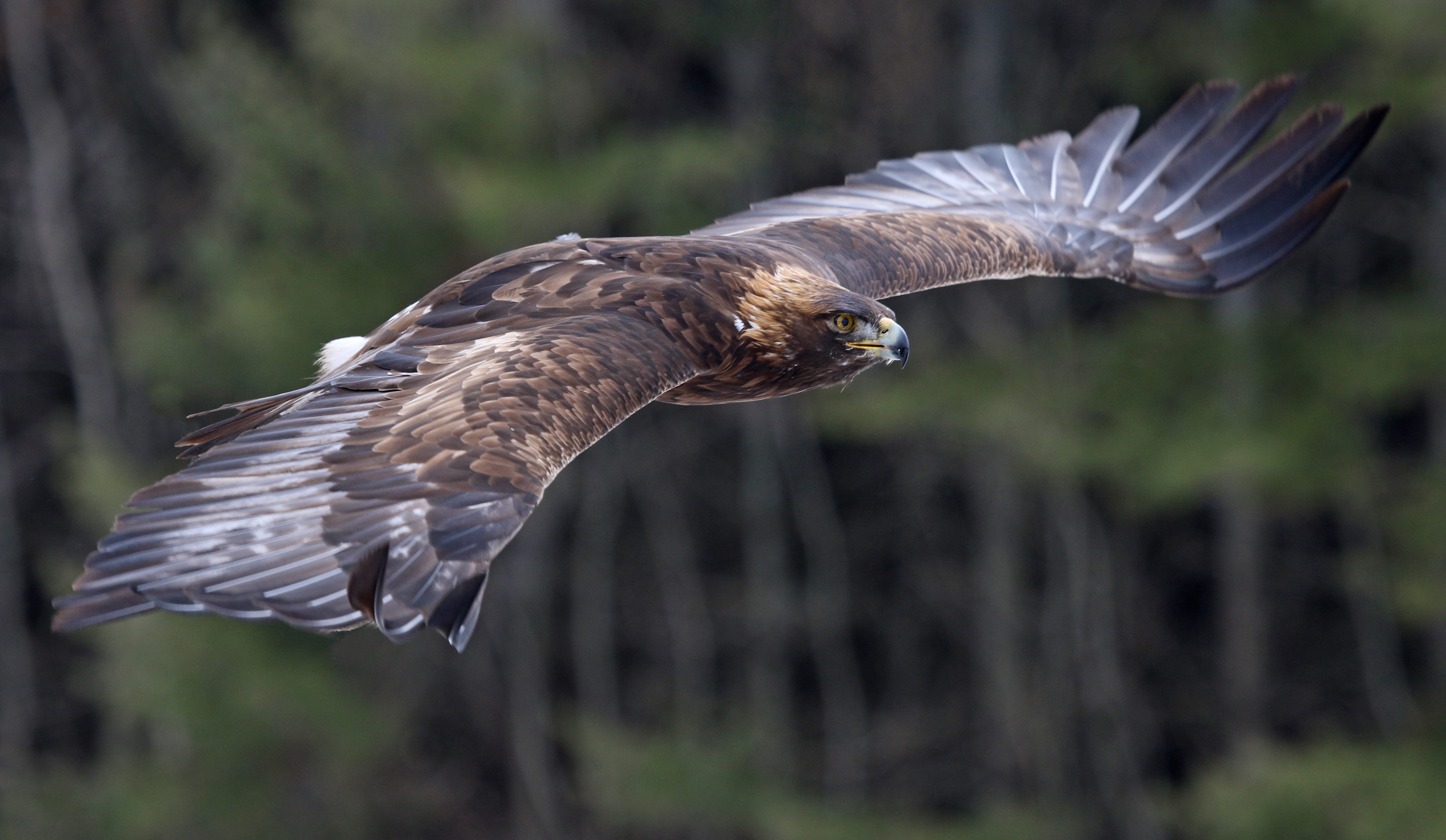 Aquila chrysaetos