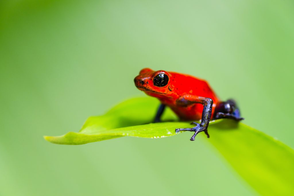 Gli anfibi come questo dendrobate pigmeo sono trai vertebrati maggiormente minacciati di estinzione