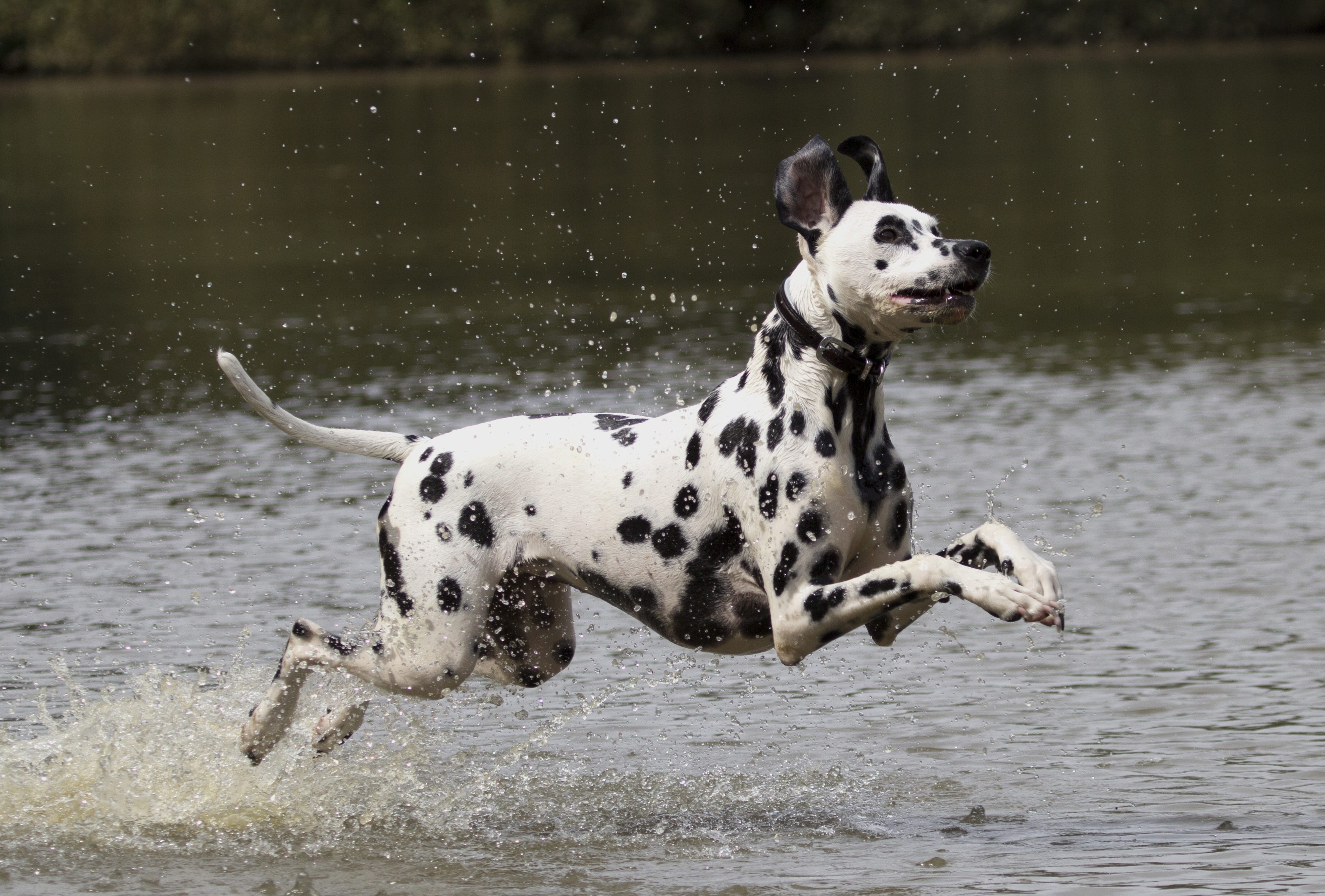 Dalmata