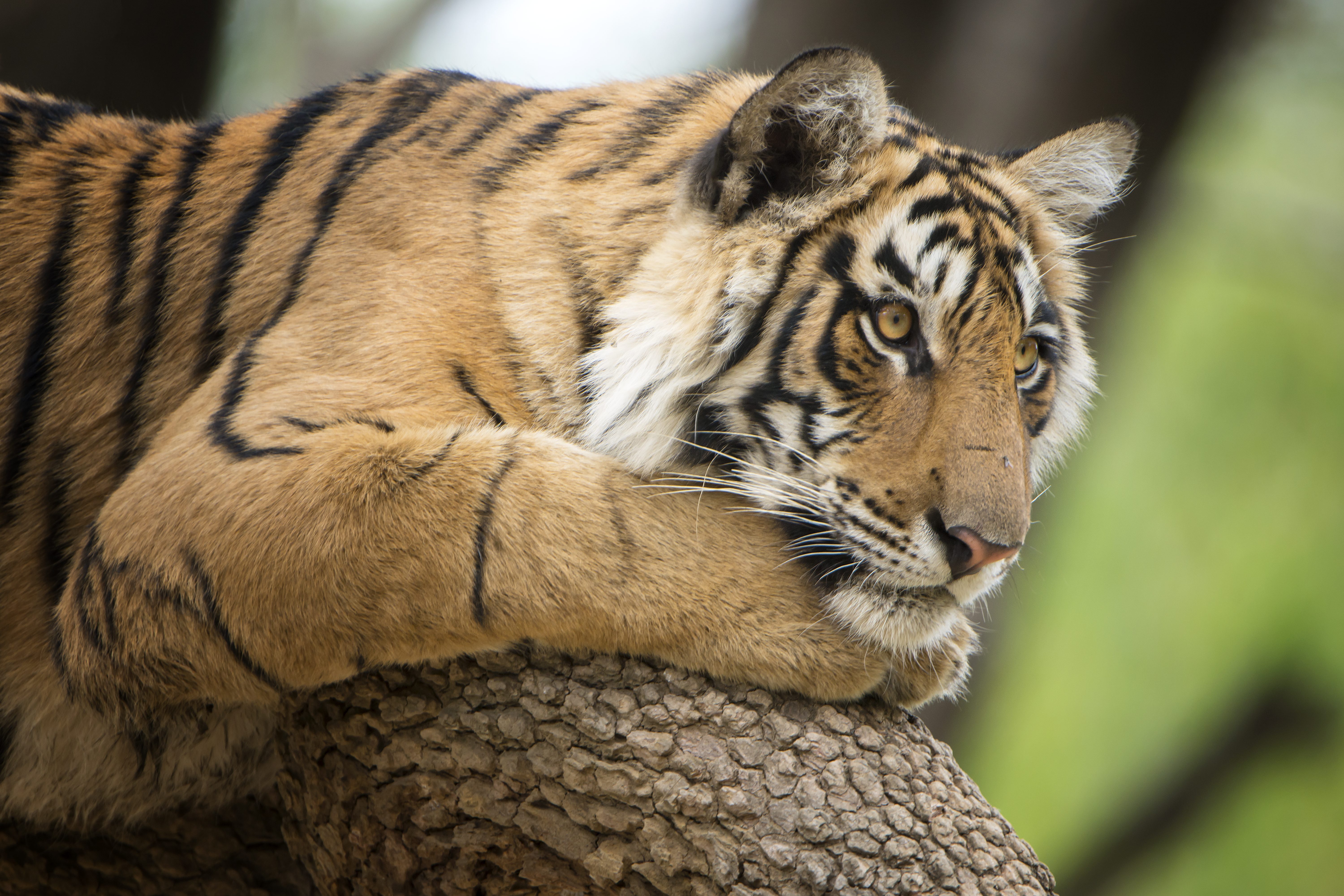 tigre del bengala