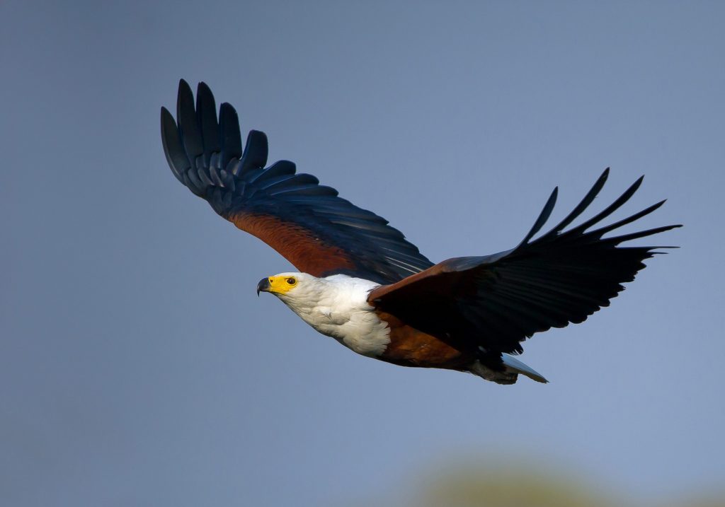 Un’aquila urlatrice fotografata in Kenya