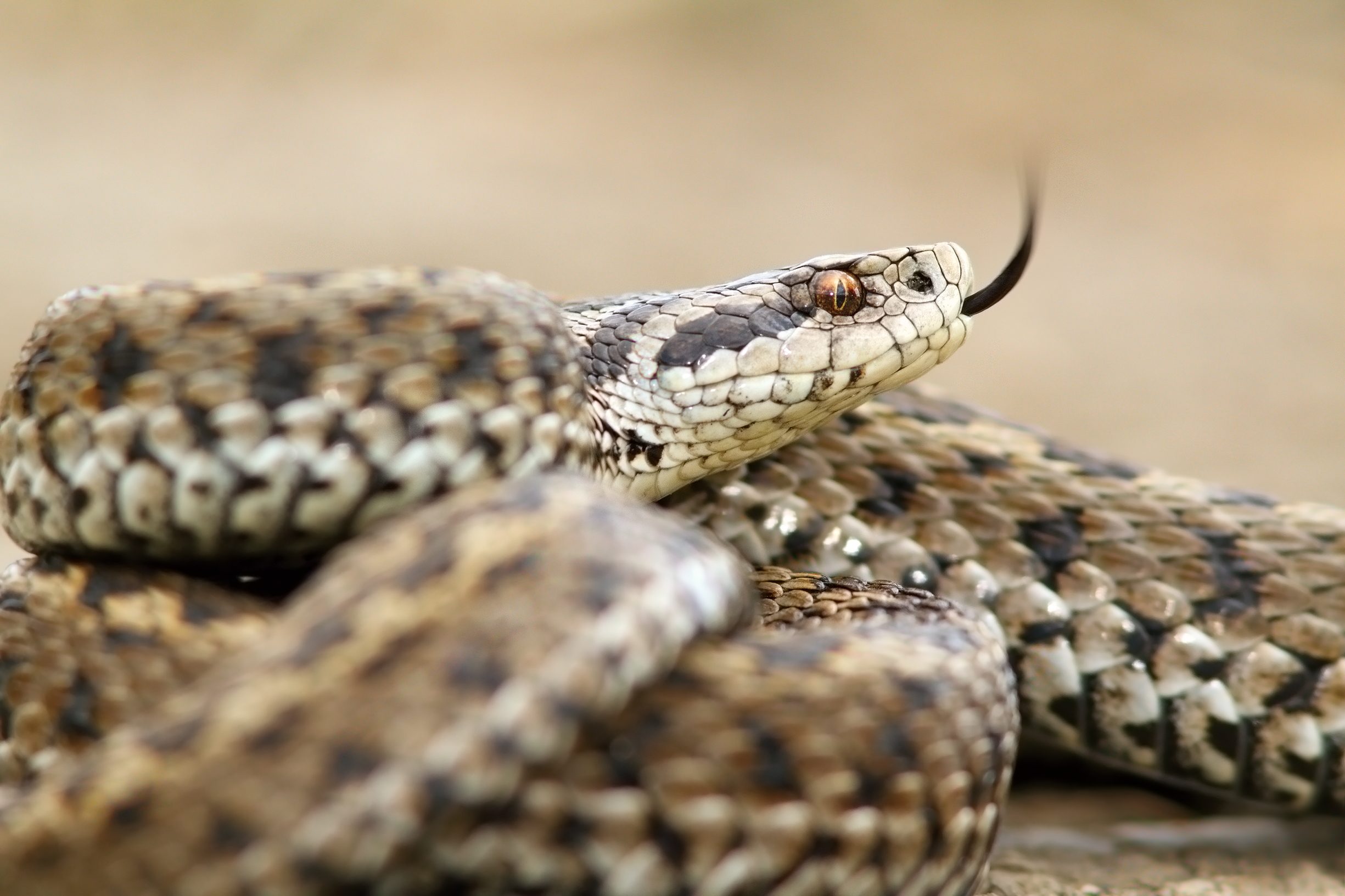 vipera ursinii