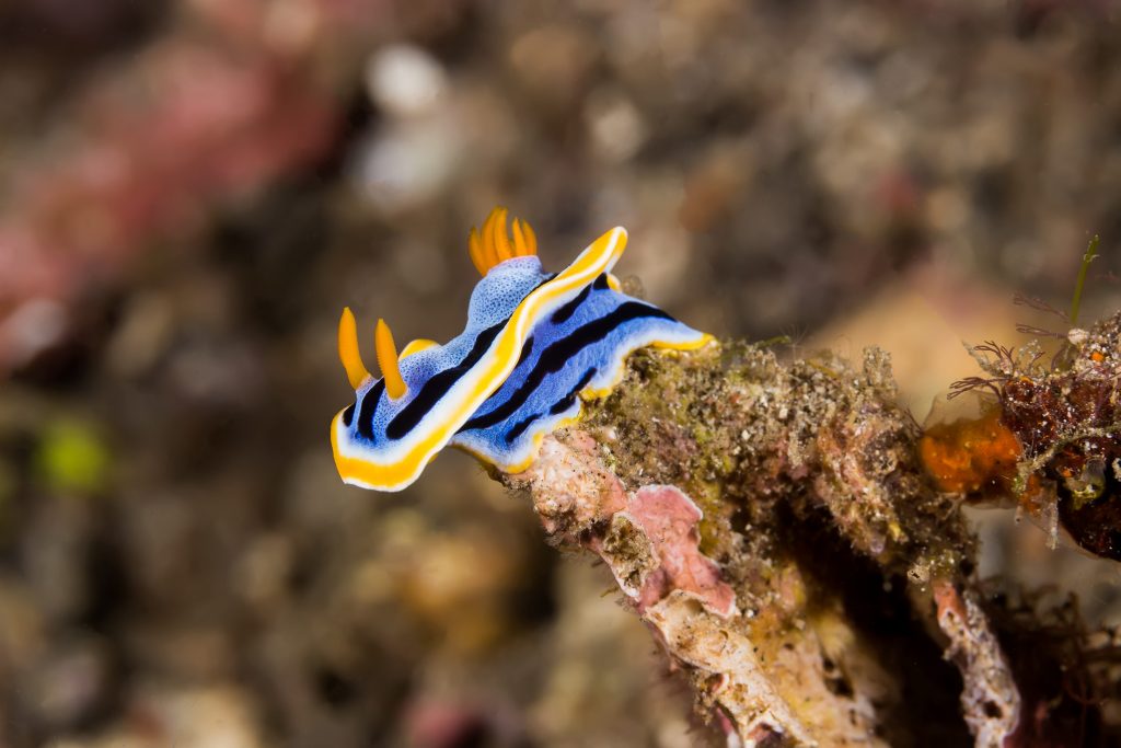 I molluschi, come questo nudibranco, rappresentano il secondo gruppo animale più numeroso