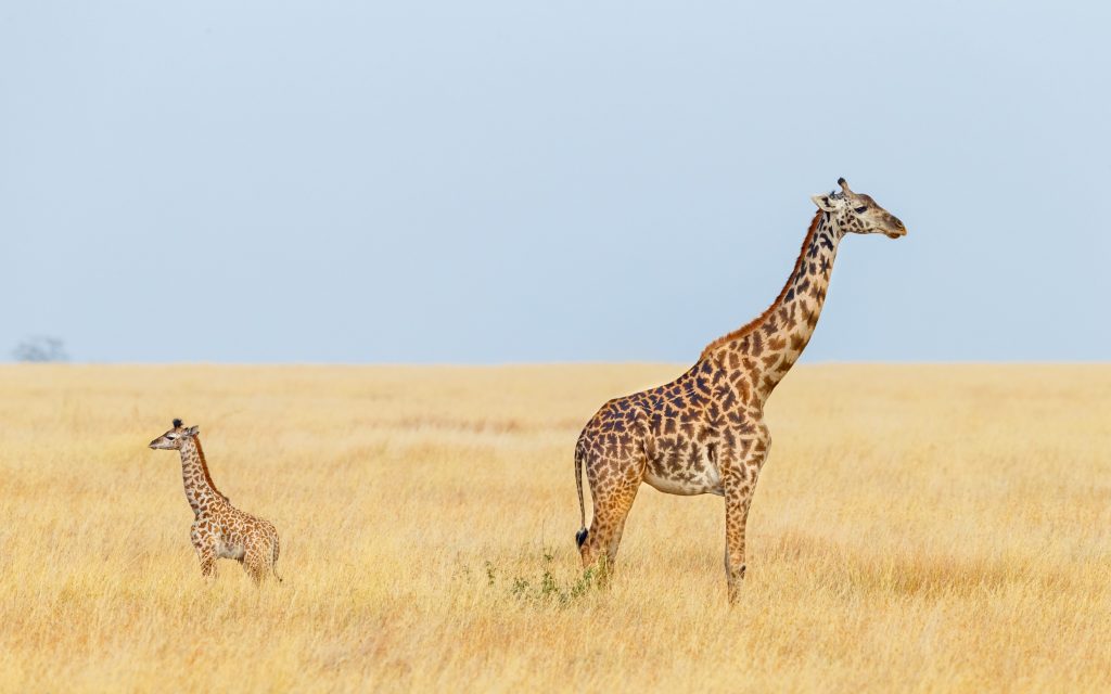 Una giraffa Masai e il suo piccolo