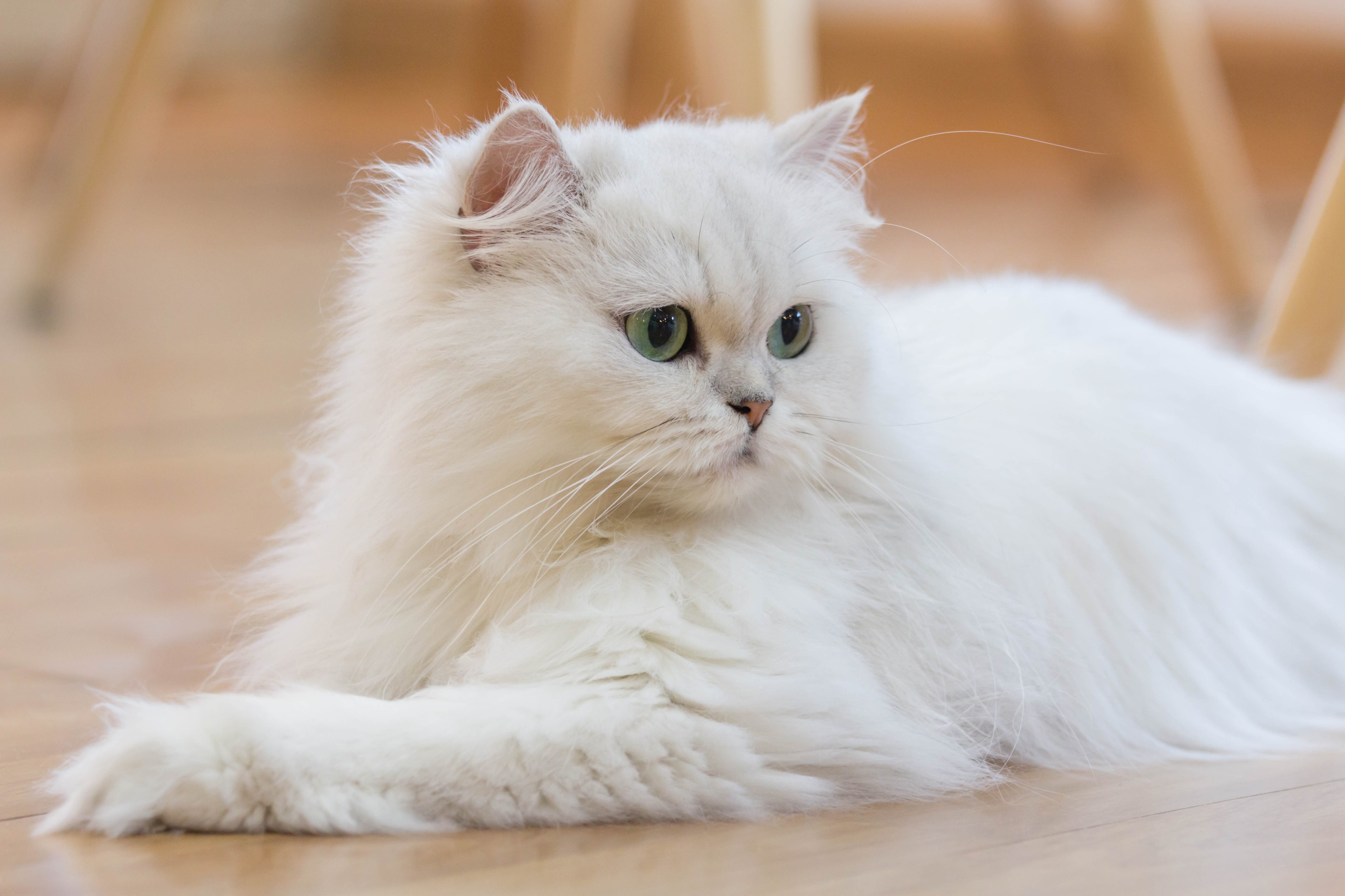 gatto persiano