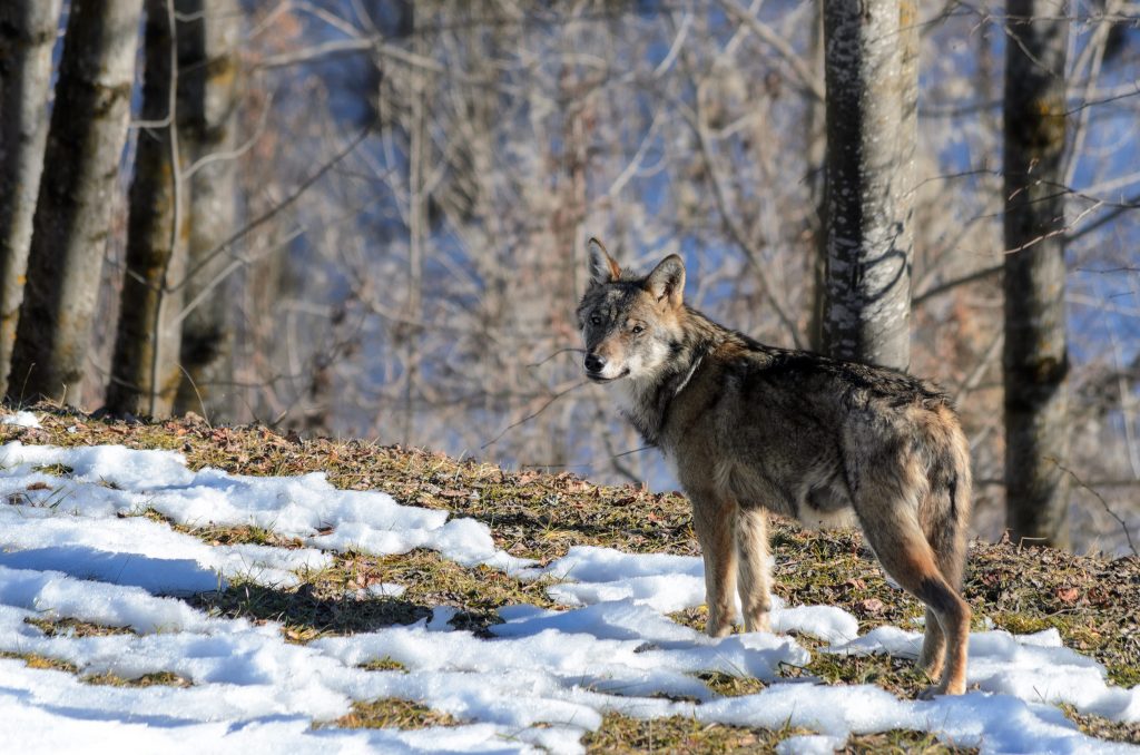 Un esemplare di lupo fotografato in Piemonte