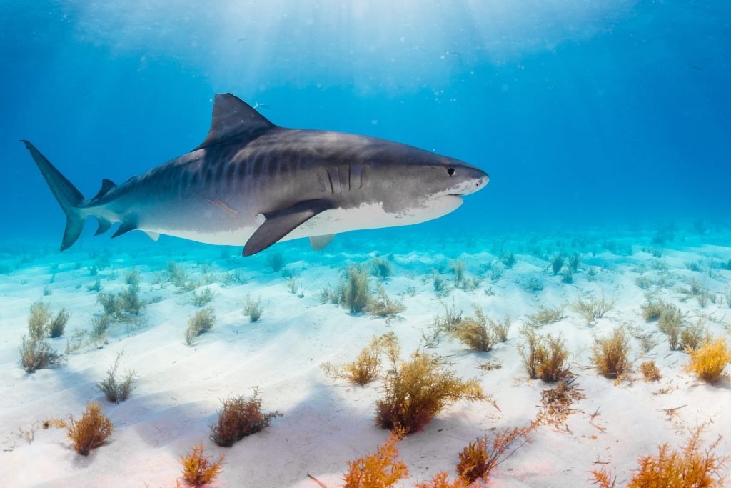 Gli squali tigre frequentano soprattutto le acque temperate o calde attorno all’equatore