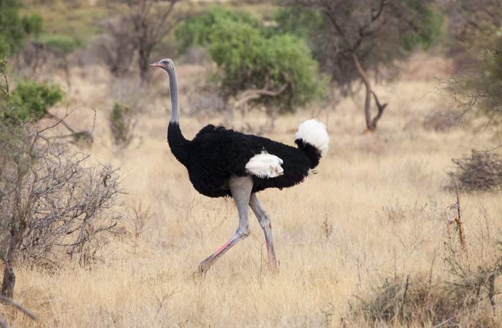 Lo struzzo è l’uccello più grande al mondo