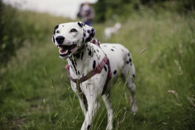 dalmata
