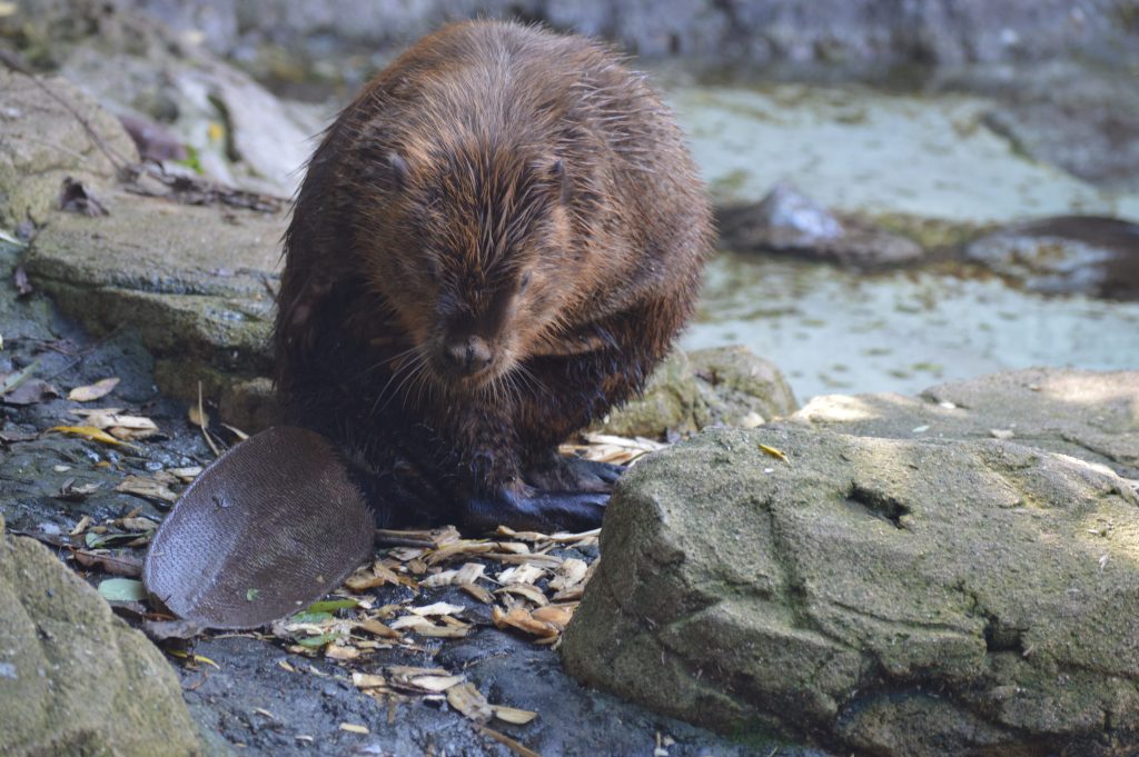 La coda piatta è un elemento ben riconoscibile, che permette la corretta identificazione della specie.