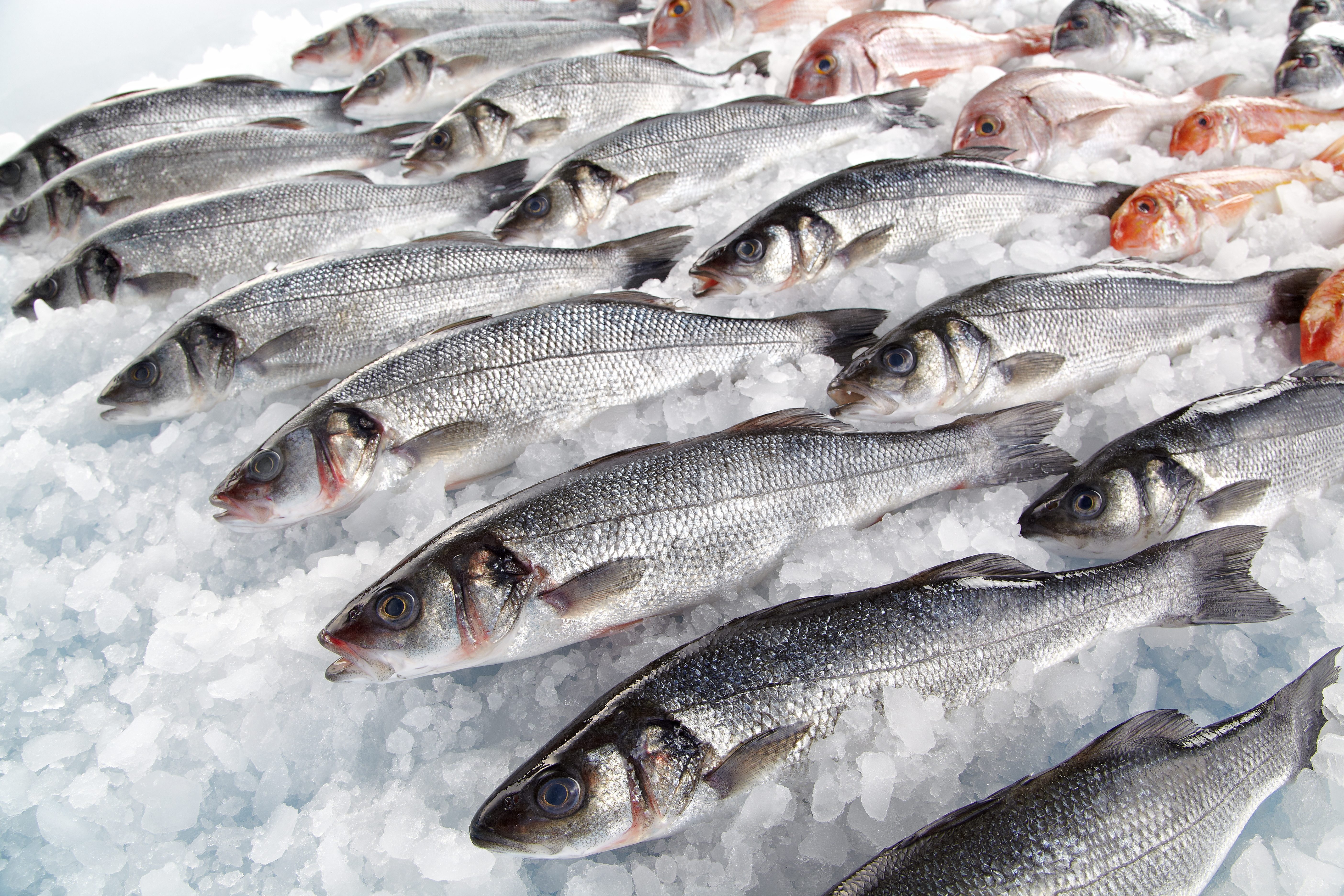 eufemismi pesce