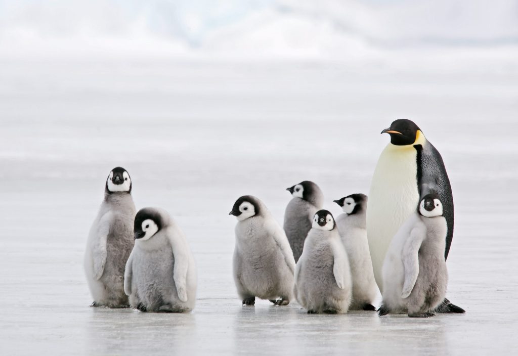 Dei pulcini di pinguino imperatore col tipico piumino grigio giovanile