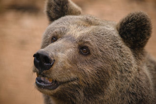 orso marsicano