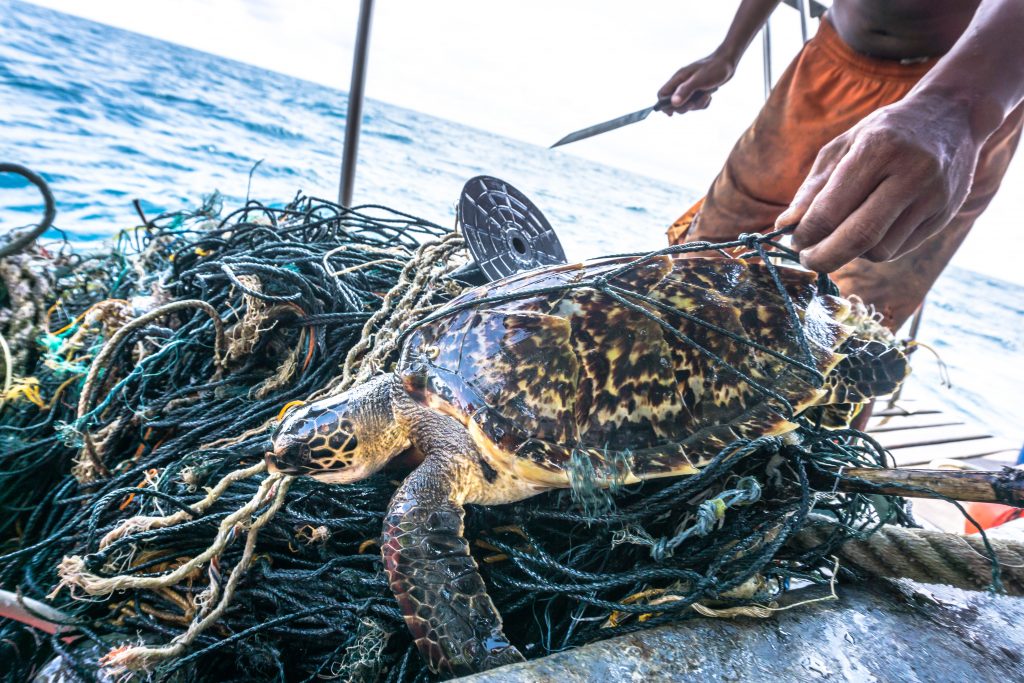 Una tartaruga embricata viene liberata dalle reti da pesca in Thailandia