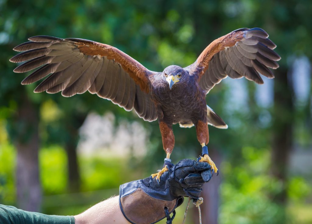 La poiana di Harris è tra le specie più diffuse e utilizzate per la falconeria